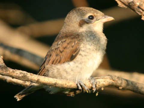 strako� �ervenochrbt� / strako� oby�ajn�
 (Lanius collurio
)