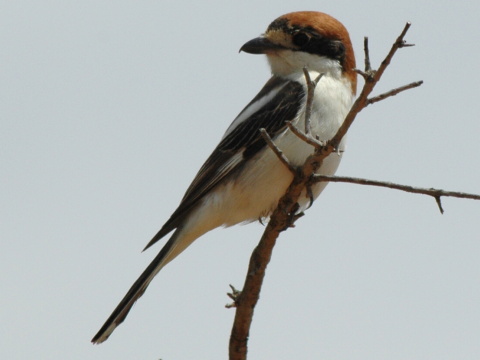 strako� �ervenohlav�
 (Lanius senator
)