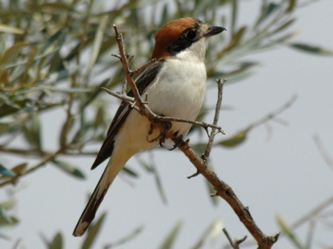 strako� �ervenohlav�
 (Lanius senator
)