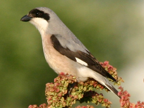 strako� koles�r
 (Lanius minor
)