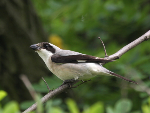 strako� koles�r
 (Lanius minor
)