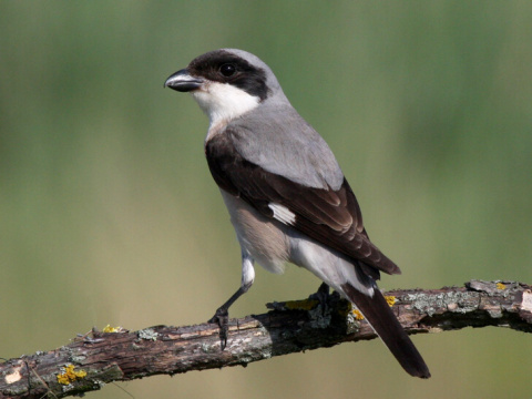 strako� koles�r
 (Lanius minor
)