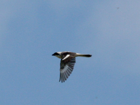 strako� koles�r
 (Lanius minor
)