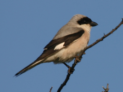 strako� koles�r
 (Lanius minor
)