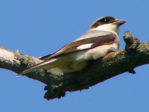 strako� koles�r
 (Lanius minor
)