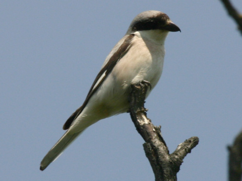 strako� koles�r
 (Lanius minor
)