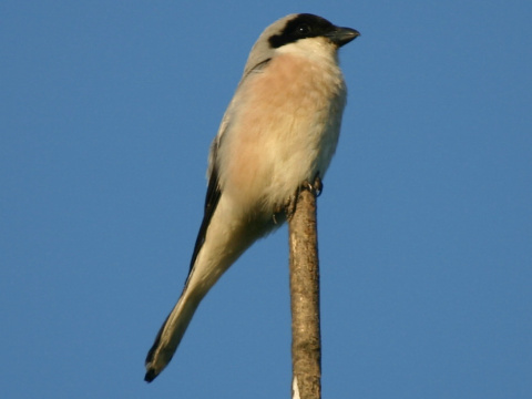 strako� koles�r
 (Lanius minor
)