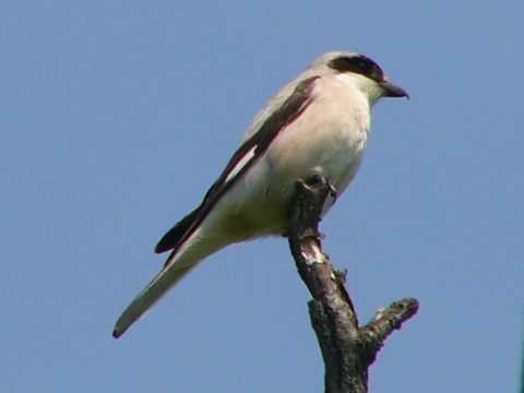 strako� koles�r
 (Lanius minor
)