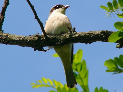 strako� koles�r
 (Lanius minor
)