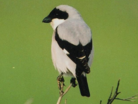 strako� koles�r
 (Lanius minor
)