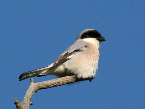 strako� koles�r
 (Lanius minor
)