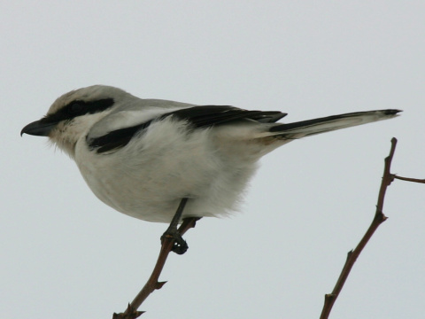 strako� siv� / strako� ve�k�
 (Lanius excubitor
)