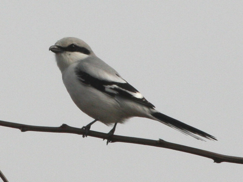 strako� siv� / strako� ve�k�
 (Lanius excubitor
)