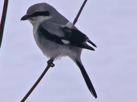 strako� siv� / strako� ve�k�
 (Lanius excubitor
)