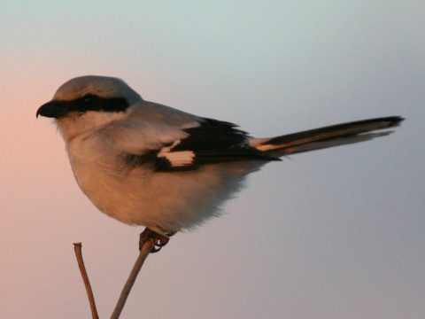strako� siv� / strako� ve�k�
 (Lanius excubitor
)