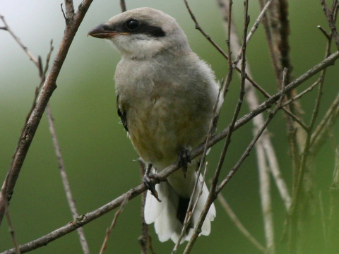 strako� siv� / strako� ve�k�
 (Lanius excubitor
)