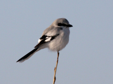 strako� siv� / strako� ve�k�
 (Lanius excubitor
)