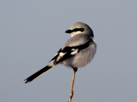 strako� siv� / strako� ve�k�
 (Lanius excubitor
)