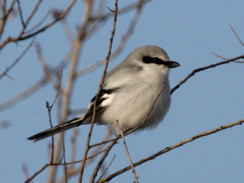 strako� siv� / strako� ve�k�
 (Lanius excubitor
)