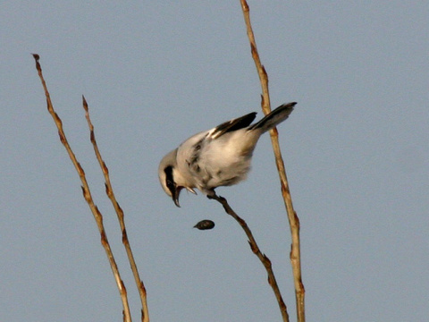 strako� siv� / strako� ve�k�
 (Lanius excubitor
)