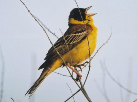 strn�dka �iernohlav�
 (Emberiza melanocephala
)
