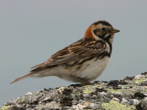 strn�dka seversk� / ostroh�rka seversk� 
 (Calcarius lapponicus
)