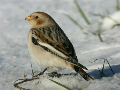 strn�dka sne�n� / snehu�ka seversk� 
 (Plectrophenax nivalis
)