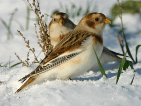 strn�dka sne�n� / snehu�ka seversk� 
 (Plectrophenax nivalis
)