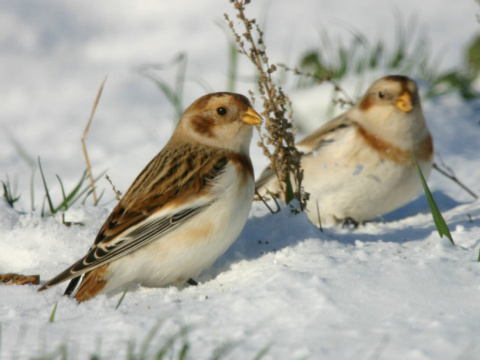 strn�dka sne�n� / snehu�ka seversk� 
 (Plectrophenax nivalis
)