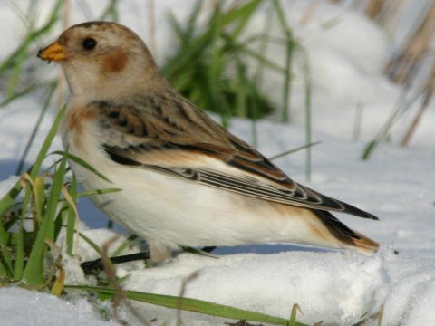 strn�dka sne�n� / snehu�ka seversk� 
 (Plectrophenax nivalis
)