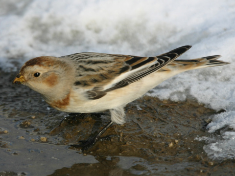 strn�dka sne�n� / snehu�ka seversk� 
 (Plectrophenax nivalis
)