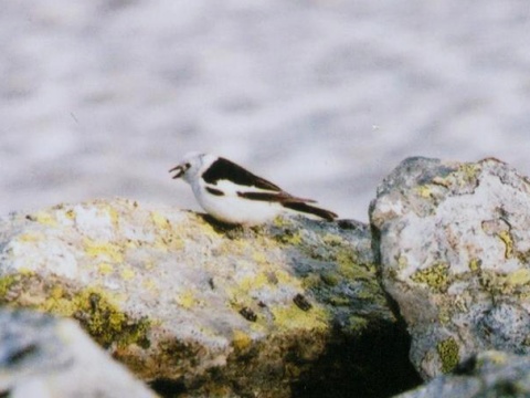 strn�dka sne�n� / snehu�ka seversk� 
 (Plectrophenax nivalis
)