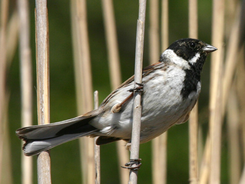 strn�dka trs�ov� / strn�dka trstinov� 
 (Emberiza schoeniclus
)