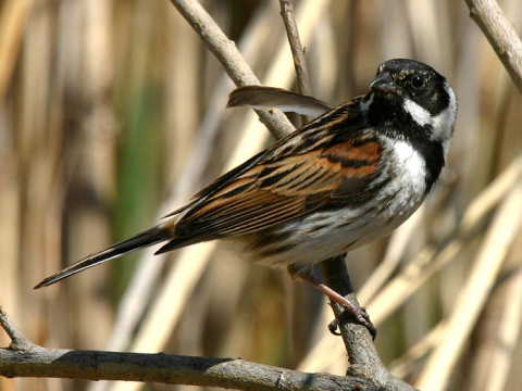 strn�dka trs�ov� / strn�dka trstinov� 
 (Emberiza schoeniclus
)