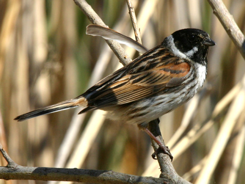 strn�dka trs�ov� / strn�dka trstinov� 
 (Emberiza schoeniclus
)