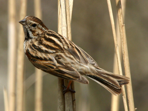 strn�dka trs�ov� / strn�dka trstinov� 
 (Emberiza schoeniclus
)