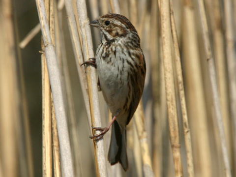 strn�dka trs�ov� / strn�dka trstinov� 
 (Emberiza schoeniclus
)