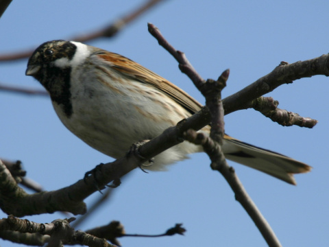 strn�dka trs�ov� / strn�dka trstinov� 
 (Emberiza schoeniclus
)
