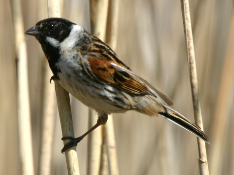 strn�dka trs�ov� / strn�dka trstinov� 
 (Emberiza schoeniclus
)
