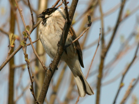 strn�dka trs�ov� / strn�dka trstinov� 
 (Emberiza schoeniclus
)