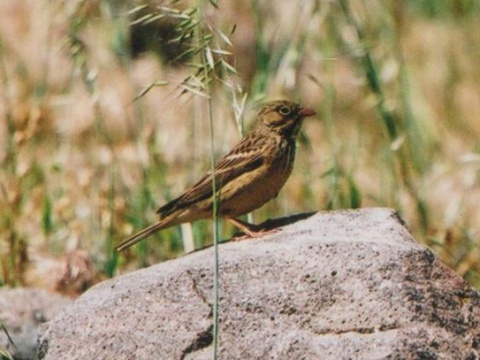 strn�dka z�hradn�
 (Emberiza hortulana
)