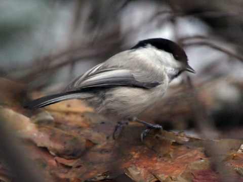 s�korka �iernohlav�
 (Parus montanus
)