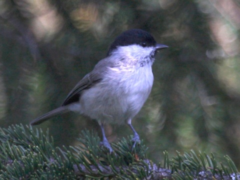 s�korka �iernohlav�
 (Parus montanus
)