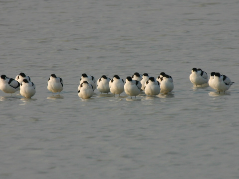 �abliarka modronoh�
 (Recurvirostra avosetta
)