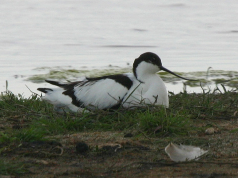 �abliarka modronoh�
 (Recurvirostra avosetta
)