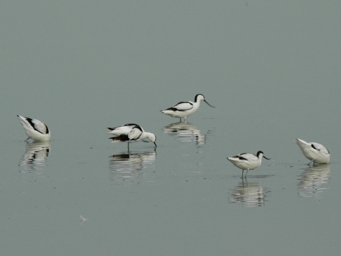 �abliarka modronoh�
 (Recurvirostra avosetta
)