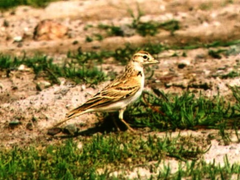 �kovr�nok kr�tkoprst� / �kovr�nka kr�tkoprst� 
 (Calandrella brachydactyla
)