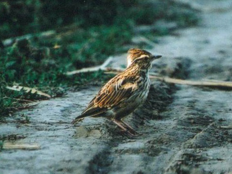 �kovr�nok stromov� / �kovr�nik stromov� 
 (Lullula arborea
)