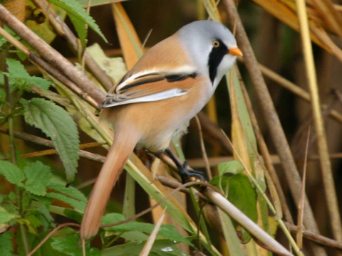 f�zatka trs�ov� / f�zatka trstinov� 
 (Panurus biarmicus
)
