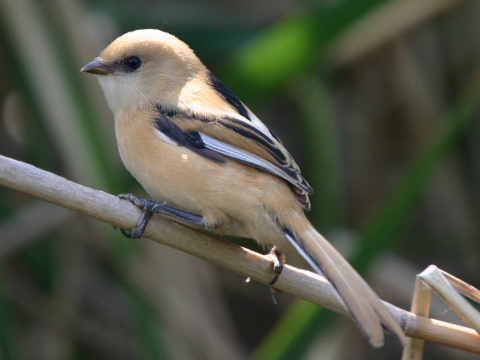 f�zatka trs�ov� / f�zatka trstinov� 
 (Panurus biarmicus
)